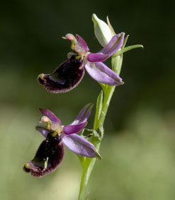 Ophrys romolini